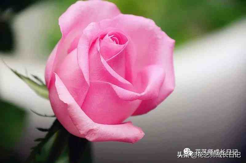 10款粉色玫瑰品种介绍，撩爆你的少女心！