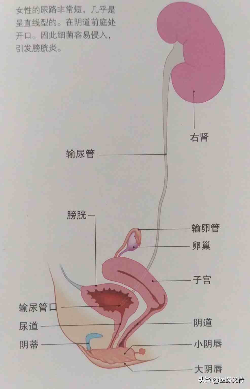 女性的外生殖器有小陰唇,大陰唇及陰蒂;內生殖器有陰道,子宮,卵巢