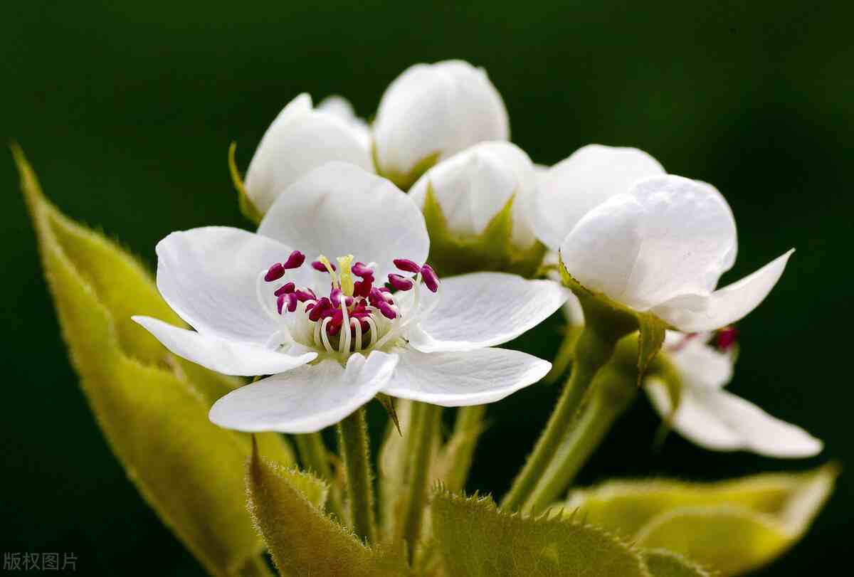 梨花是什么季节开的你需要知道