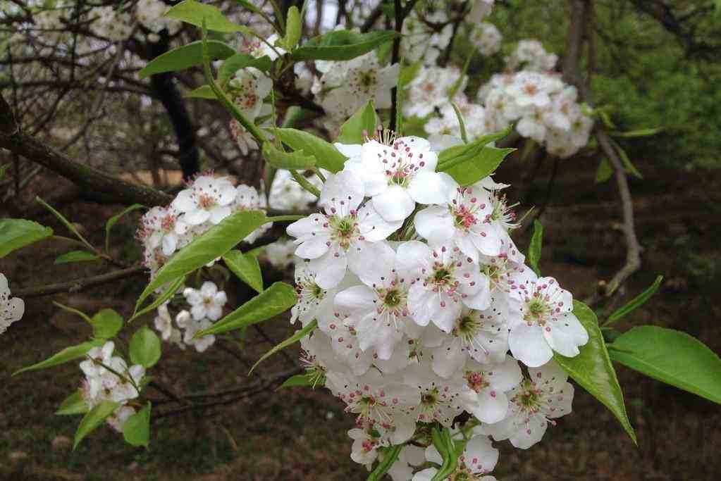 梨花是什么季节开的你需要知道