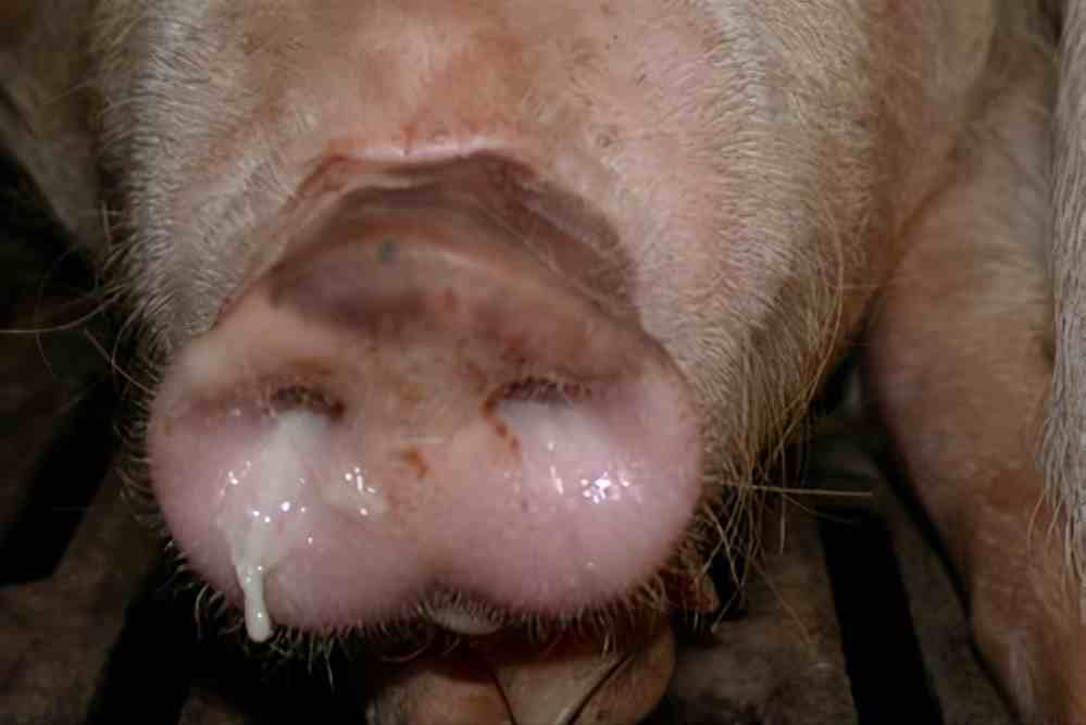 猪流感症状猪流感的症状表现与如何防治