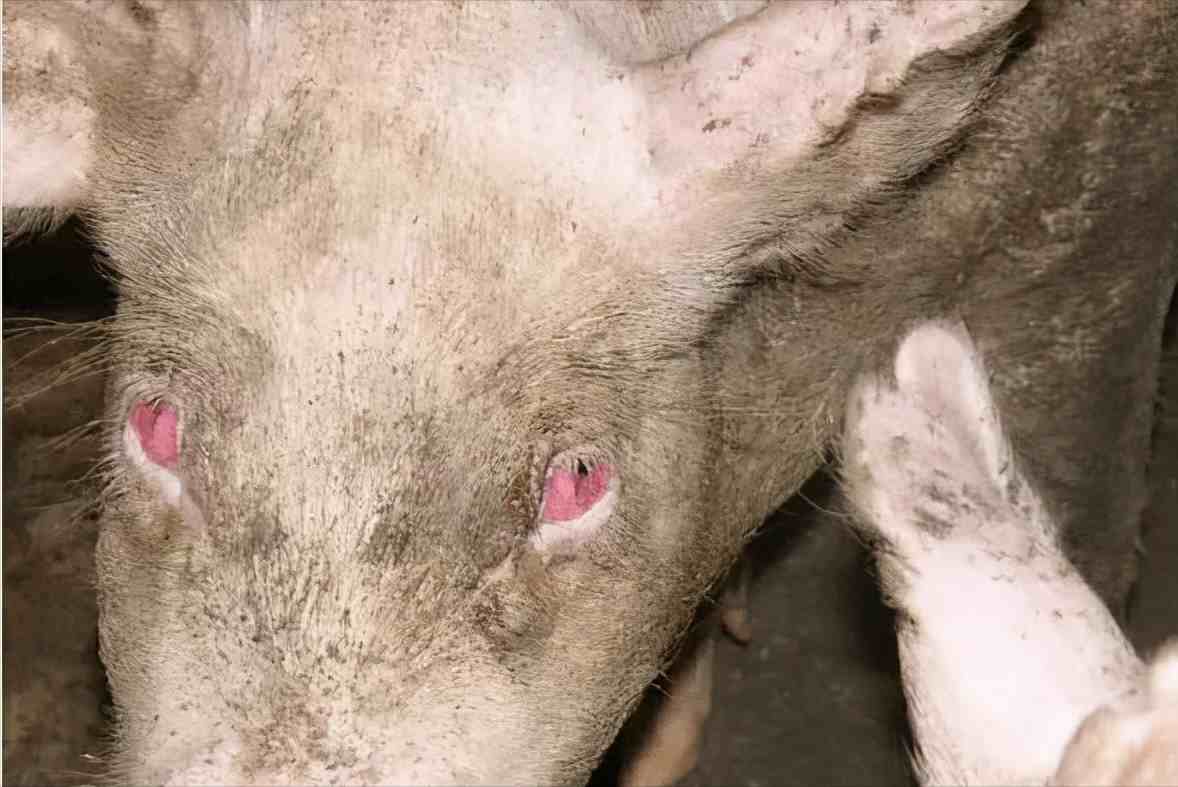 母猪流感症状图片图片