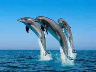 海豚音怎么练|海豚音的练声方法