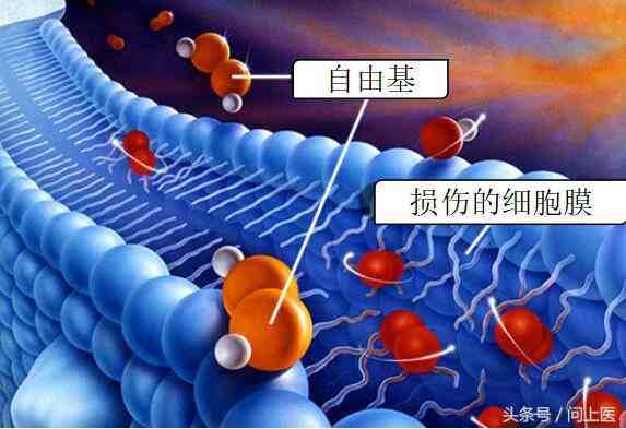 抗氧化劑是什麼?對身體健康有哪些作用?很多人都不瞭解!