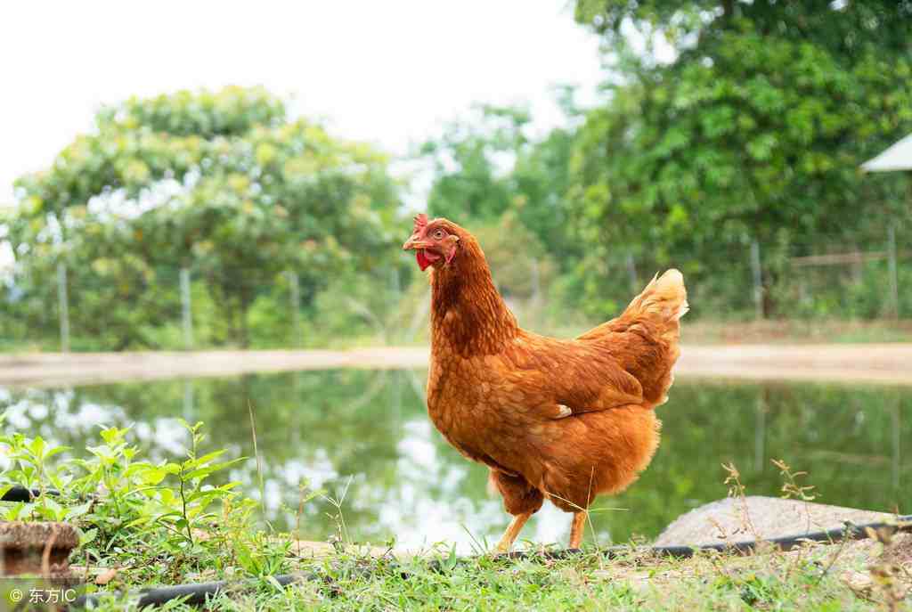 常见的生态养鸡模式有4种，你知道都是什么吗？