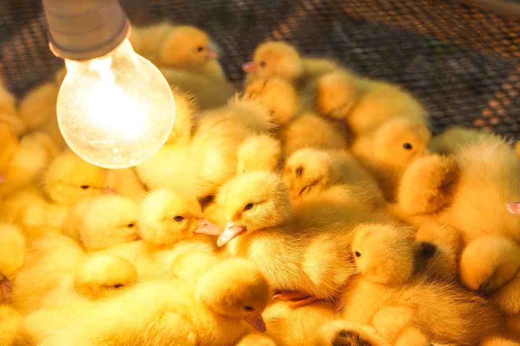 小鸡养殖要关注的5种技术和2种方法