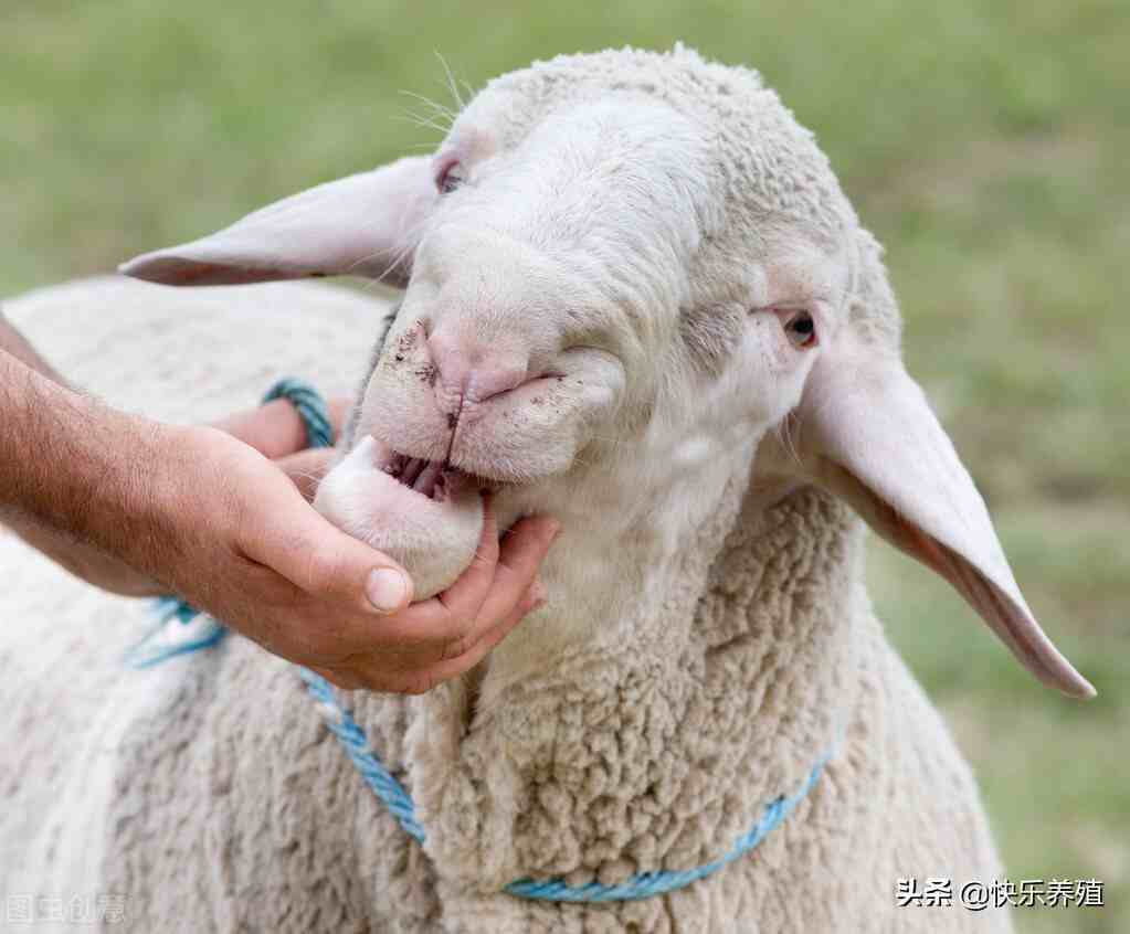 羊生病有哪些症状？养羊户要学会观察