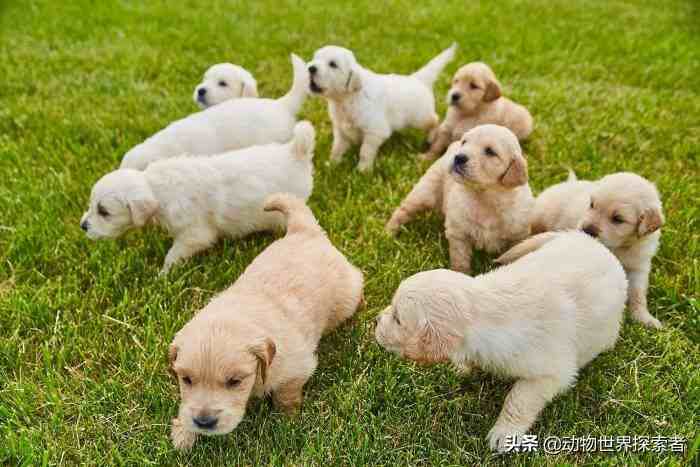 最可爱最萌的10种宠物狗狗