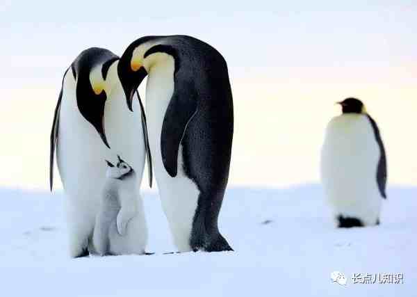 世界上最大的企鹅，帝企鹅身高可达1.2米