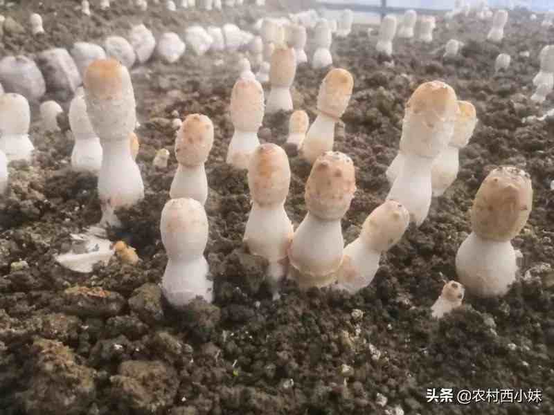 鸡腿菇怎么种？鸡腿菇的种植技术