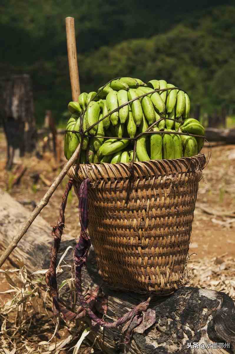 野香蕉的种植