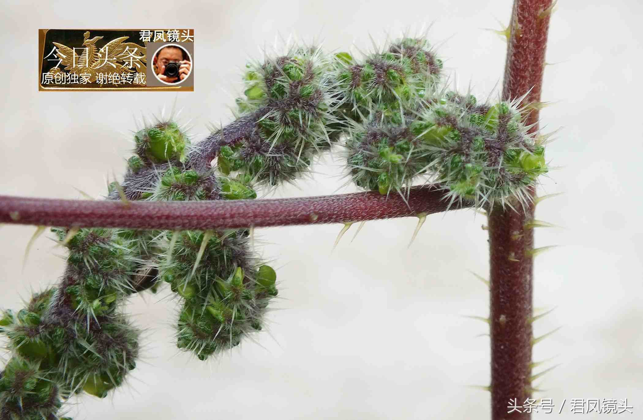 乡村中草药摄影：蝎子草，请不要用手碰它；可治溃疡病、风湿痹痛