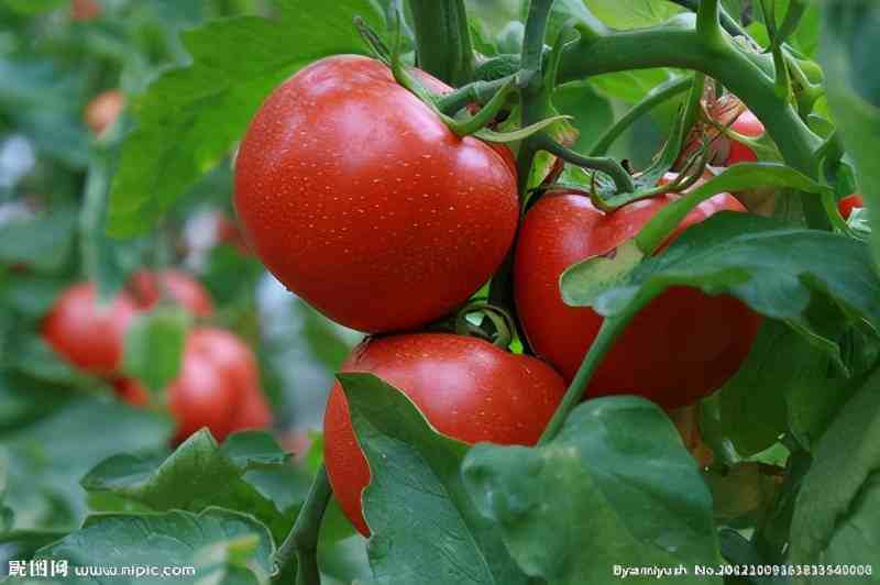 番茄的种植技术