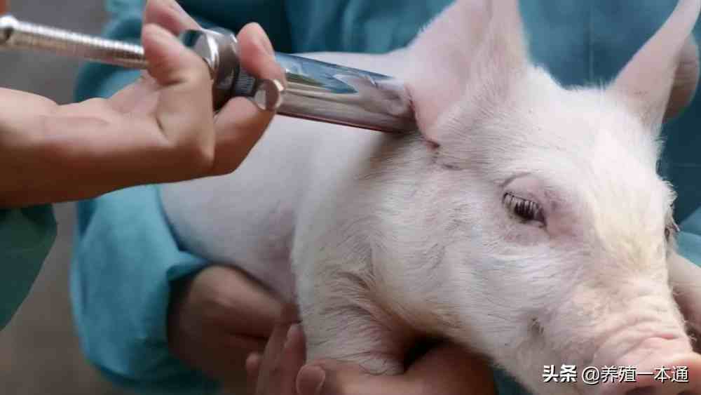 猪的体温正常是多少度？猪发烧怎么打针治疗？本文方法很有用