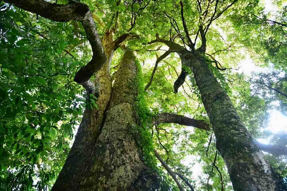 为什么少有人种植金丝楠木？两个主要特点，使想种植的人望而却步