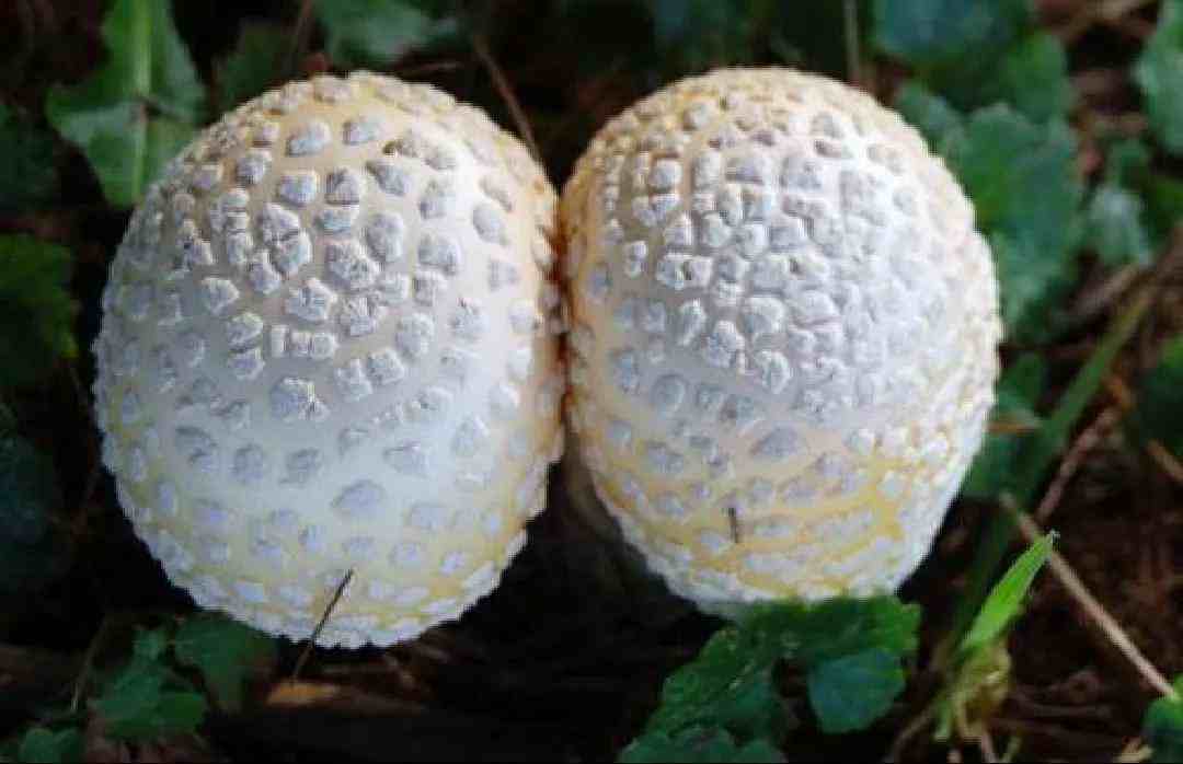 野生蘑菇|速看常见野生蘑菇识别