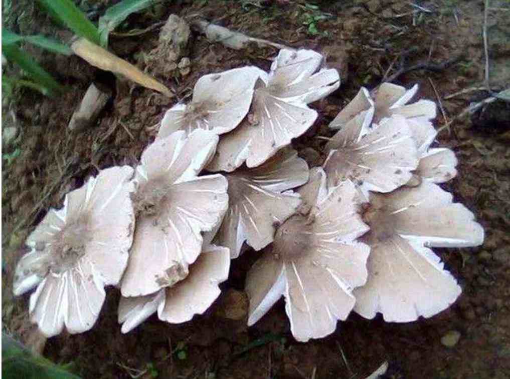 野生蘑菇|速看常见野生蘑菇识别