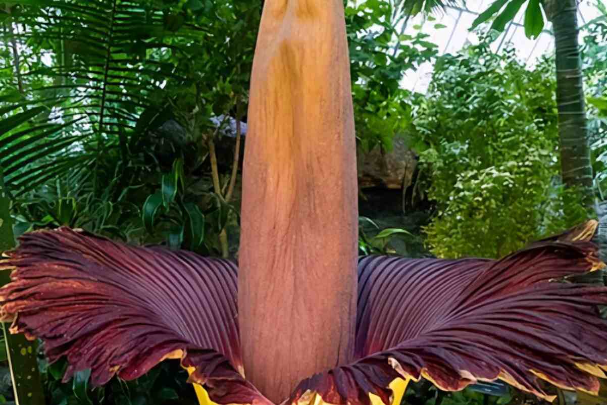 有趣的植物|世界十大最奇特植物
