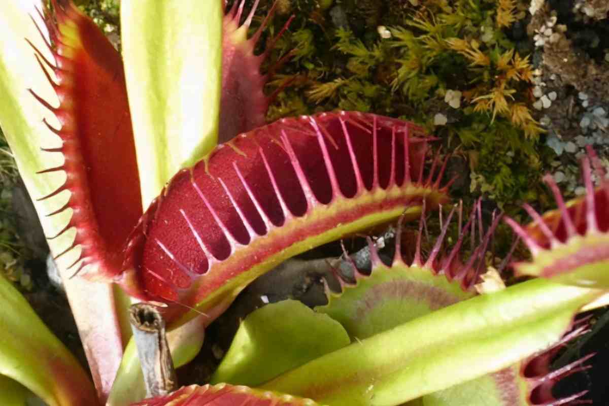 有趣的植物|世界十大最奇特植物