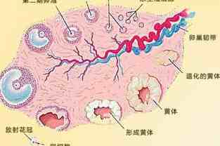 卵泡发育;卵泡发育过程的形态和功能变化