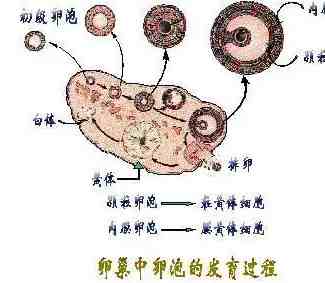 卵泡发育;卵泡发育过程的形态和功能变化