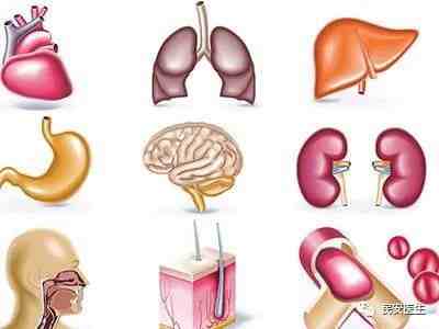 人体最大的器官是哪一个|人体最大的器官是什么你知道吗？