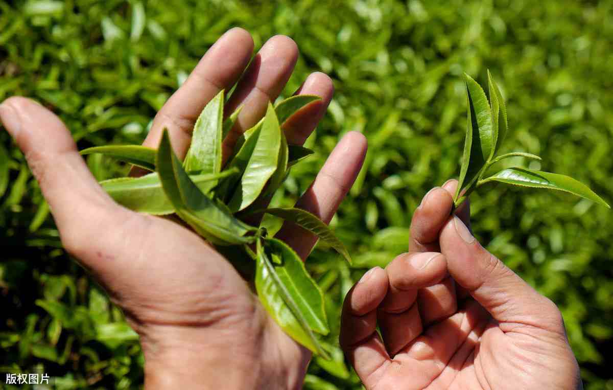 油茶种苗|油茶苗大概多少钱一棵？