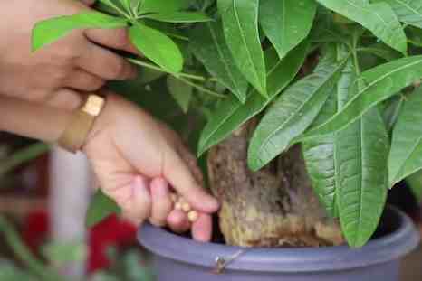 发财树的养殖方法和注意事项|发财树最全养护方法！