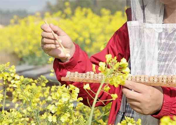 蜂王浆的功效与作用及食用方法|蜂王浆的作用与功效吃法？