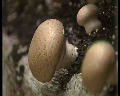 褐菇的栽培方法|褐蘑菇高产栽培技术