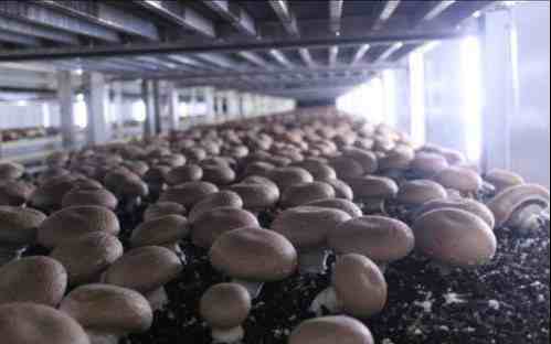 褐菇的栽培方法|褐蘑菇高产栽培技术