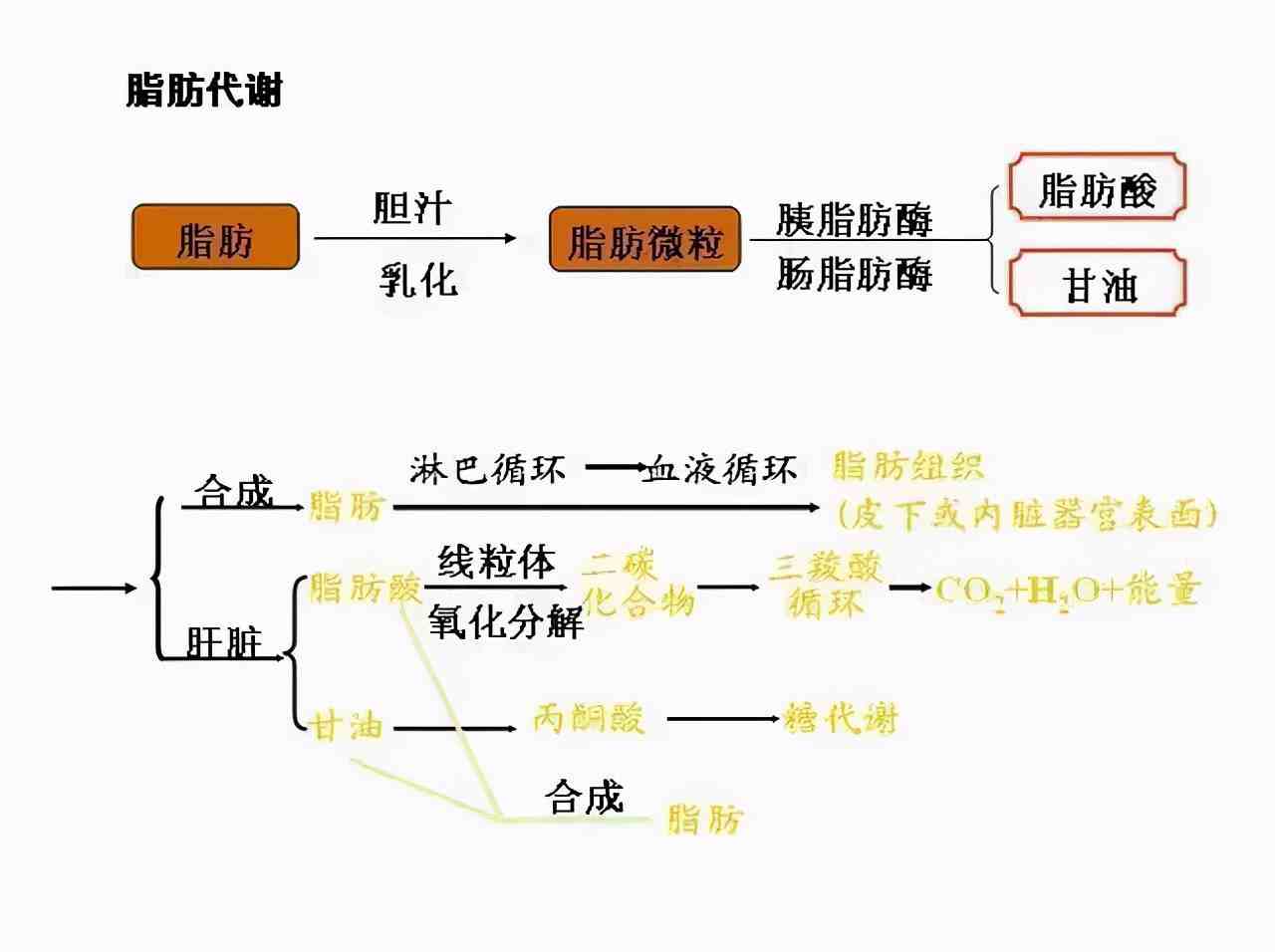 做什么运动减肚子|做什么运动可以减小肚腩