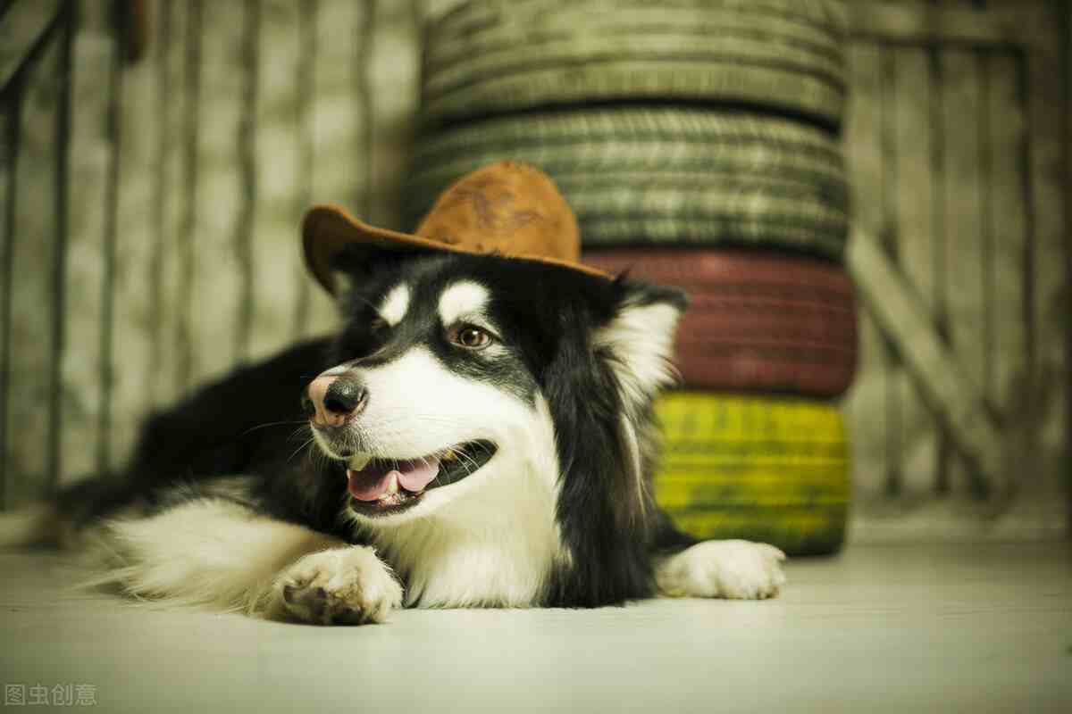 阿拉斯加狗|阿拉斯加雪橇犬的优缺点