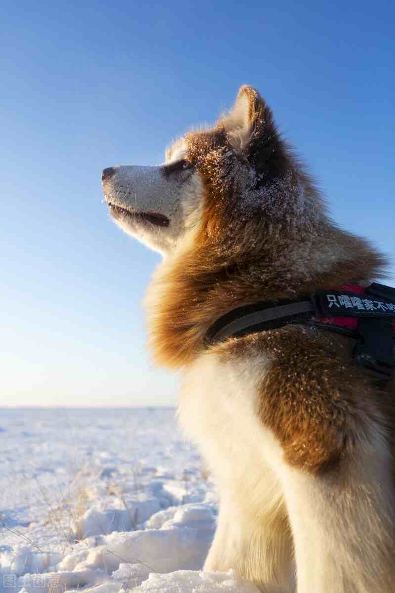 阿拉斯加狗|阿拉斯加雪橇犬的优缺点