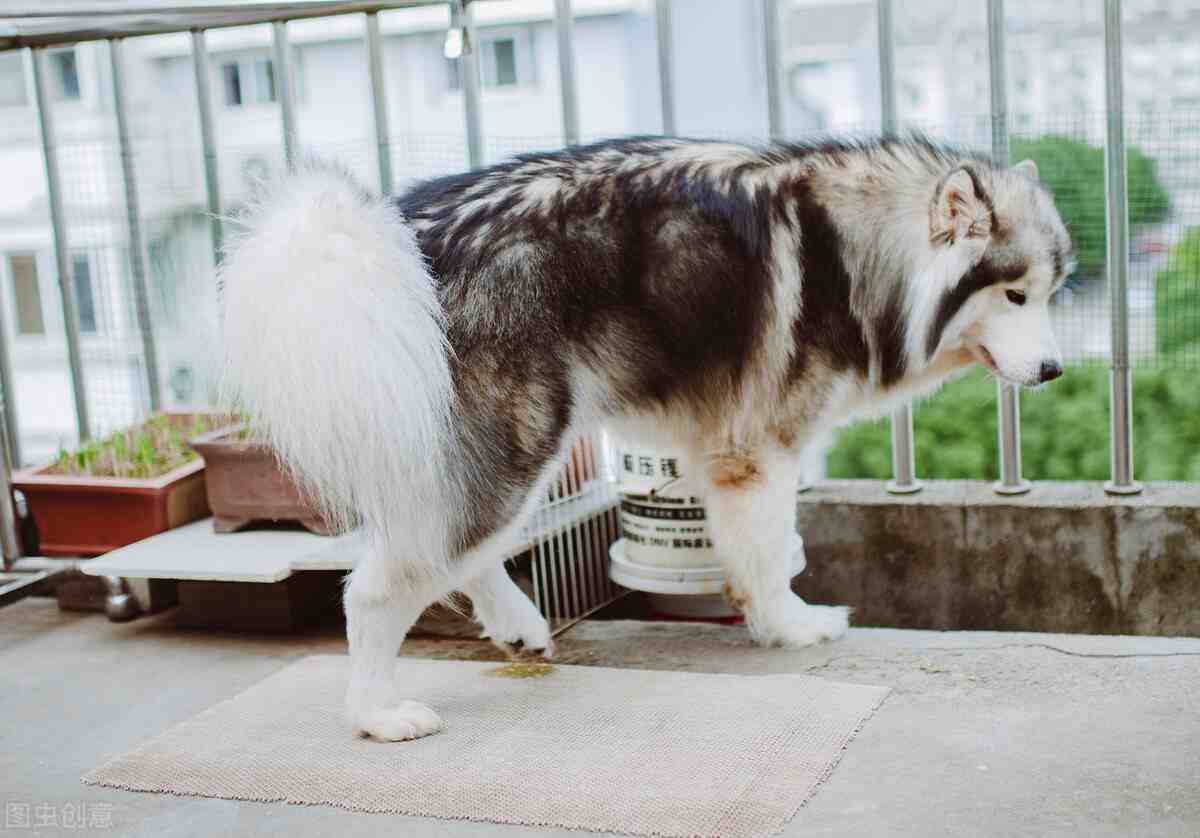 阿拉斯加狗|阿拉斯加雪橇犬的优缺点