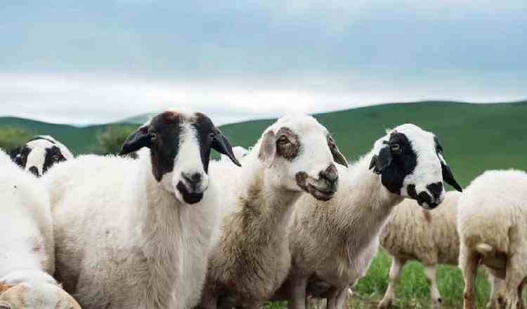 我国十大绵羊品种最全介绍：产地外貌各有特点，你养过哪些（一）