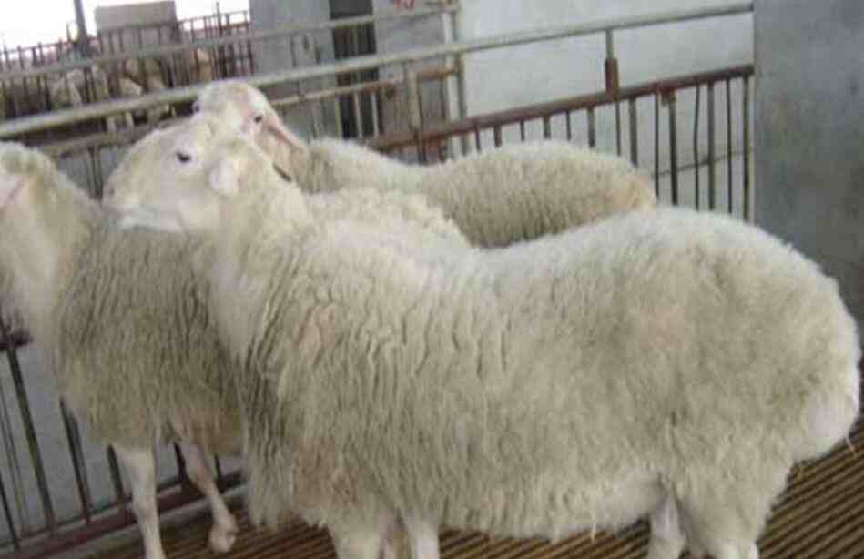 绵羊品种|十大绵羊品种最全介绍