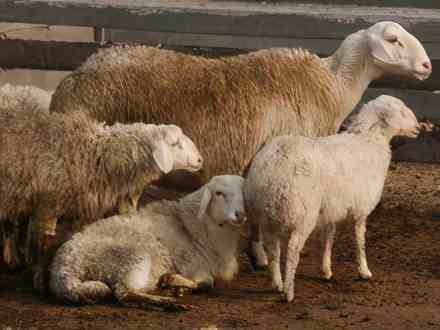 我国十大绵羊品种最全介绍：产地外貌各有特点，你养过哪些（一）