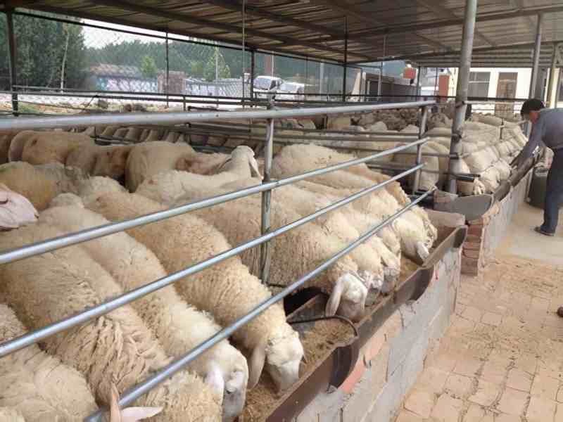 绵羊品种|十大绵羊品种最全介绍