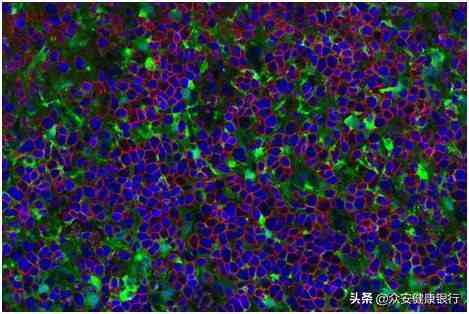诱导性多能干细胞最新研究进展