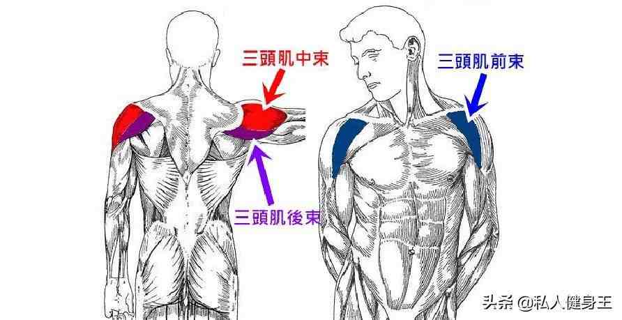 六个三角肌训练教程，包含前束中束后束的训练，强壮你的肩膀