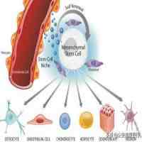 诱导多功能干细胞（诱导性多能干细胞最新研究进展）