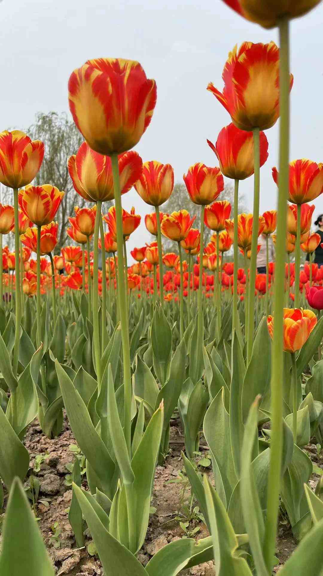 紫色郁金香花语|郁金香不同颜色代表不同得寓意