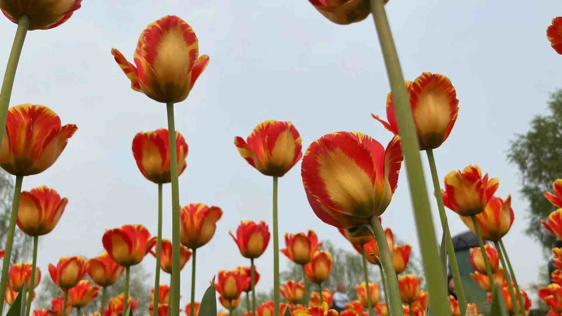 紫色郁金香花语|郁金香不同颜色代表不同得寓意