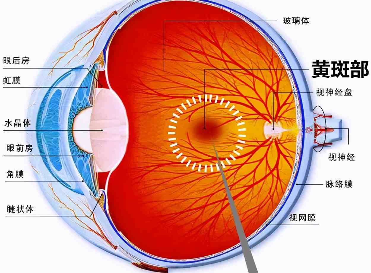 眼睛有黄斑|眼睛发生黄斑病变