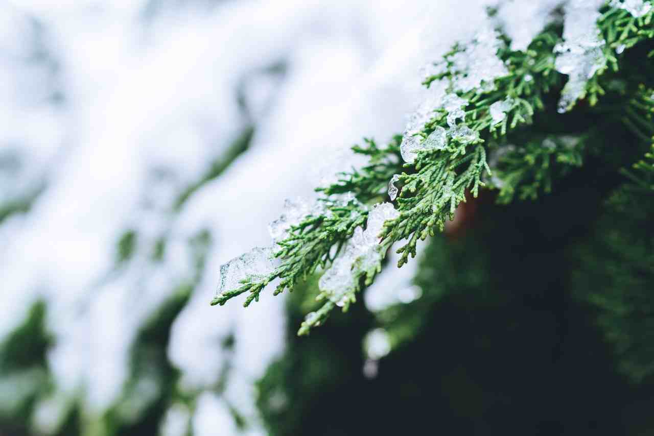 雪的诗词|16首经典咏雪诗词