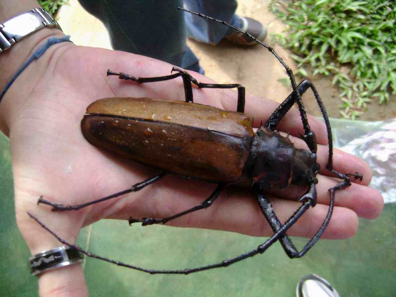 泰坦甲虫|昆虫界的金刚——泰坦甲虫