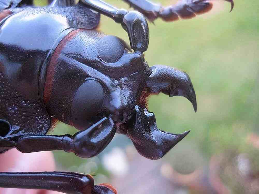 泰坦甲虫|昆虫界的金刚——泰坦甲虫