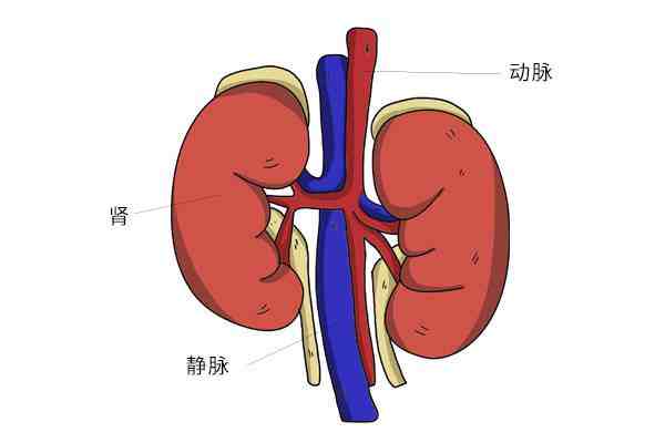 高尿酸的原因是什么？(尿酸高是怎么引起的？)