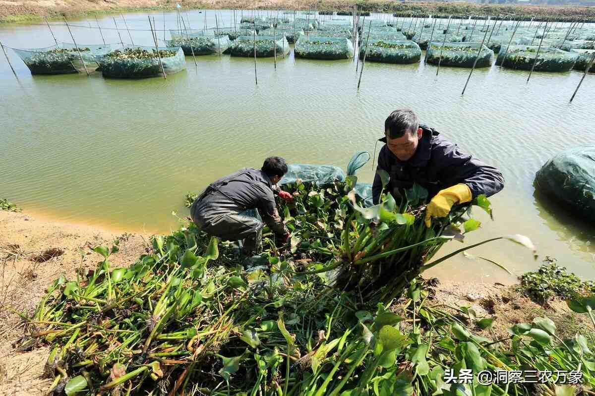 加強日常管理在養殖黃鱔的過程中,應該堅持做到每日巡視池塘2次,注意